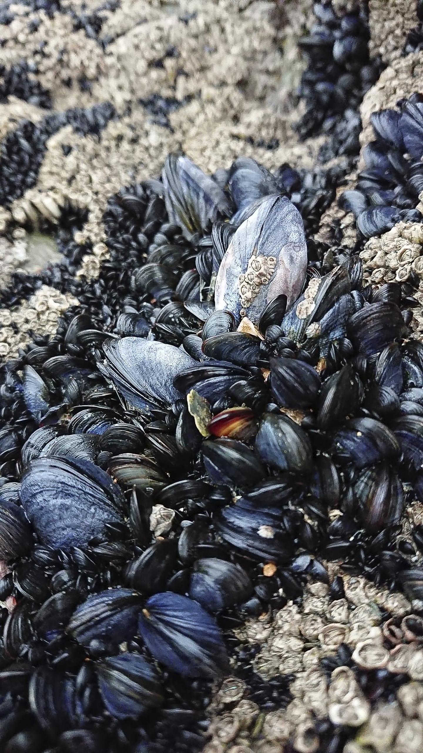 Mussel Reefs