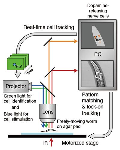 Activity of Nerve Cell in Freely Moving Animal Analyzed by New Robot Microscope System
