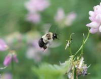 Bumblebees Carry Heavy Loads in Economy Mode