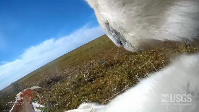 Polar Bear Collar Footage sample