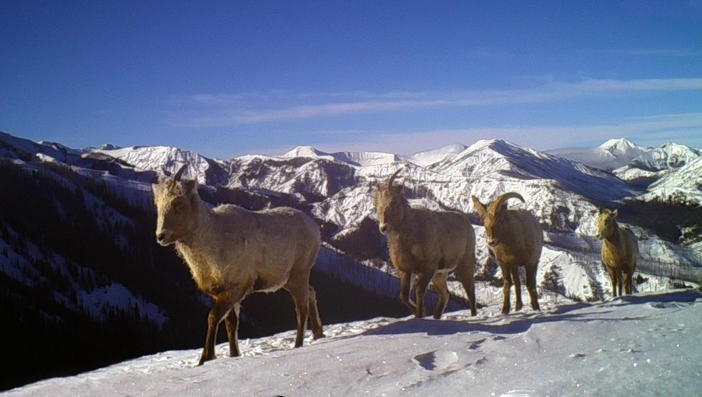 Bighorn Sheep Movement
