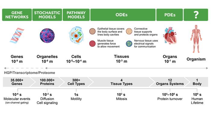 Hierarchical complexity of living organisms