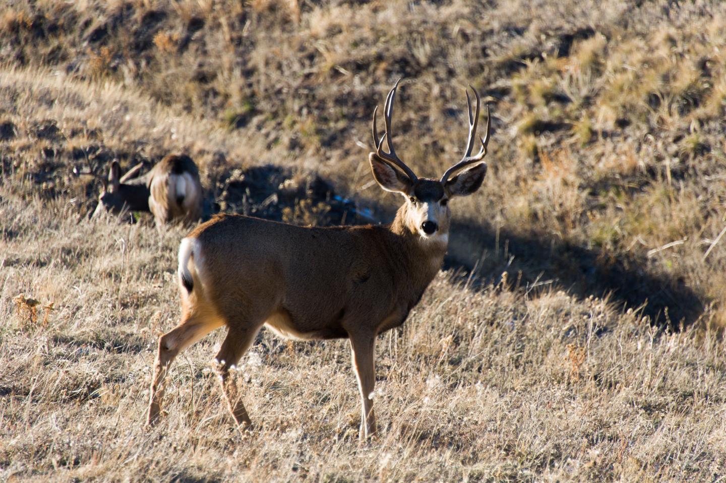 Deer in Colorado [IMAGE] | EurekAlert! Science News Releases