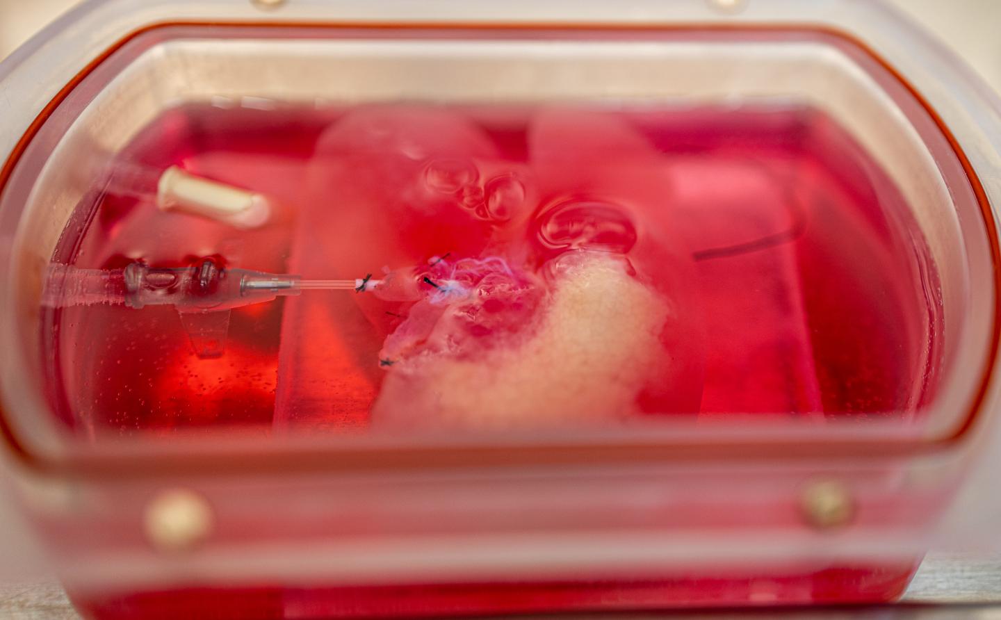 Gene-Edited Lab-Grown Mini Liver (2)