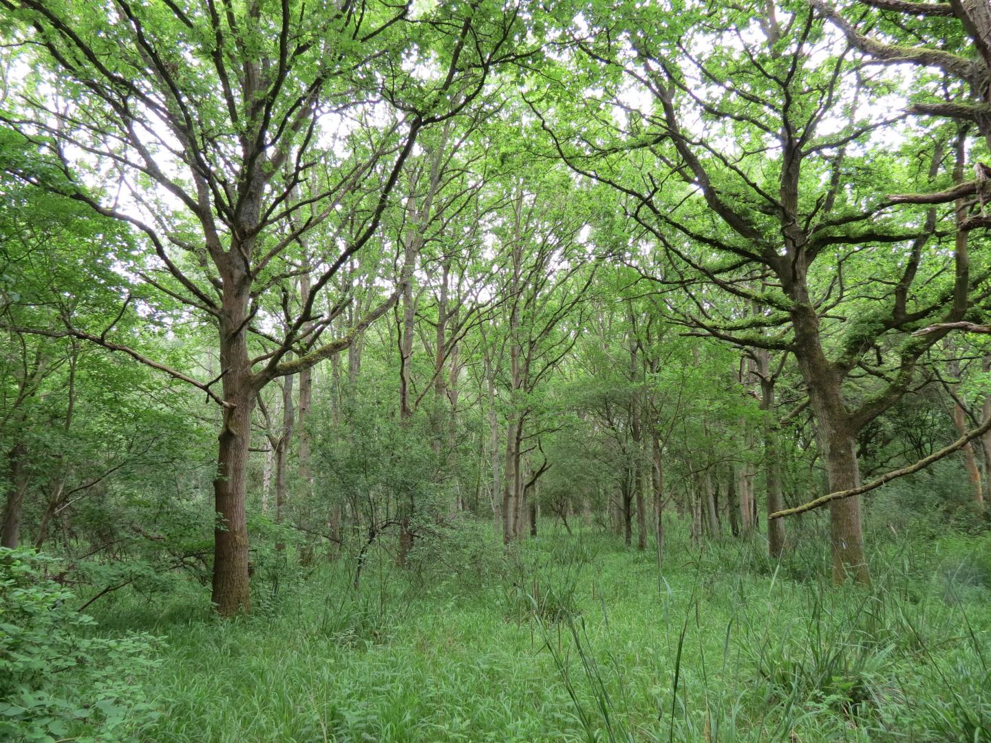 Woodland growth after 59 years