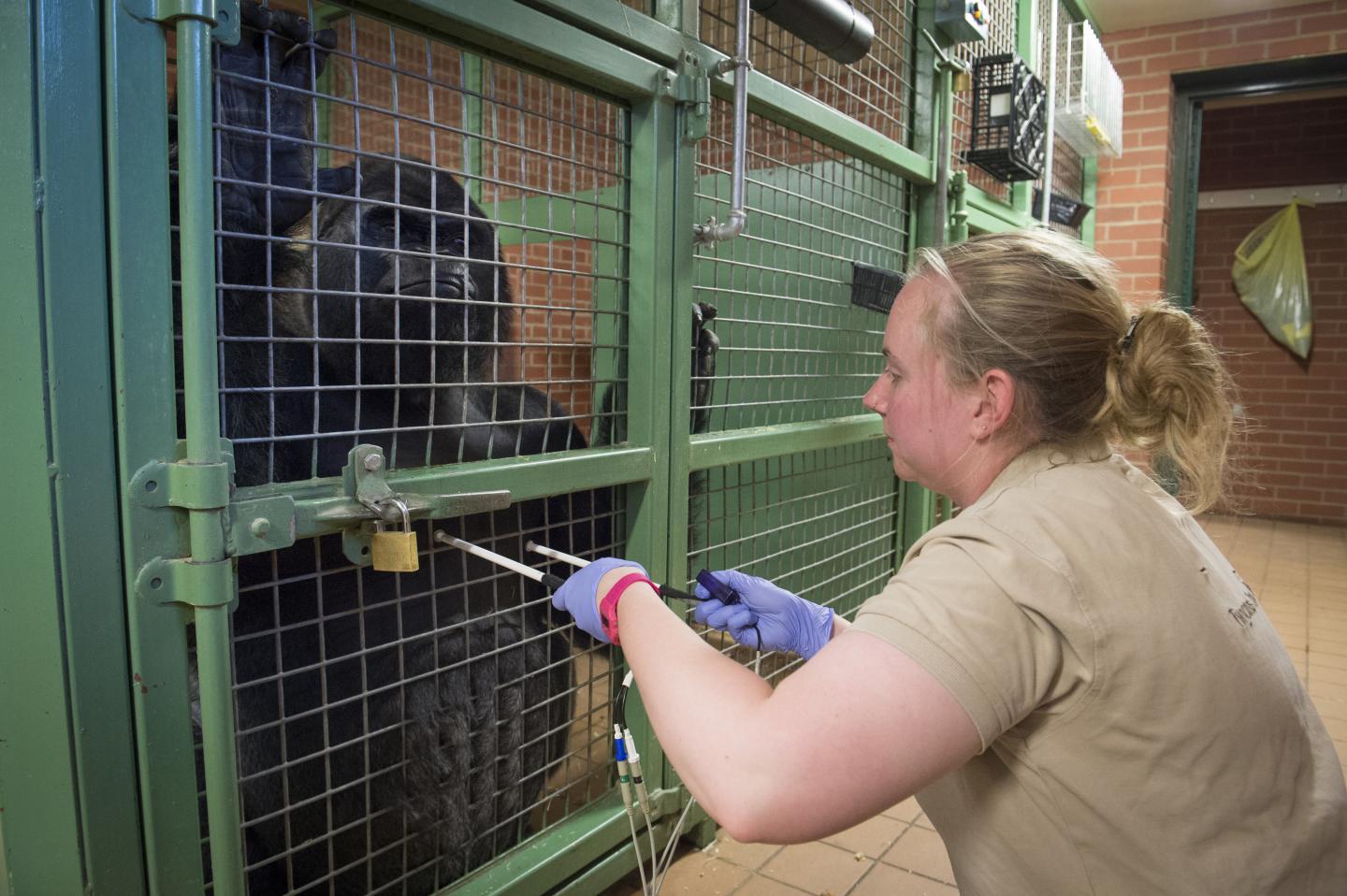 The Ape Heart Project