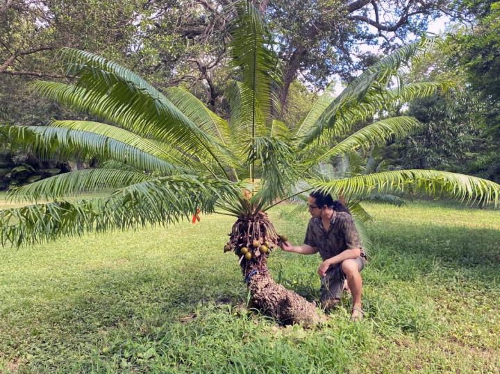 <em>Cycas micronesica</em>