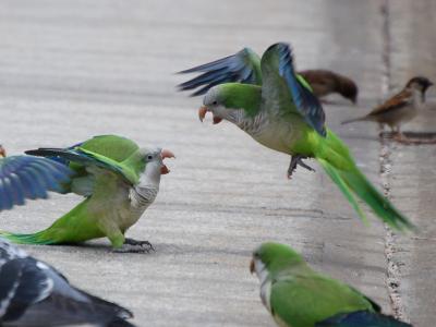 Fighting Monk Parakeets