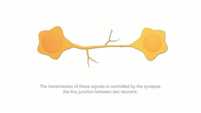 Mimicking Neurons with an Artificial Synapse