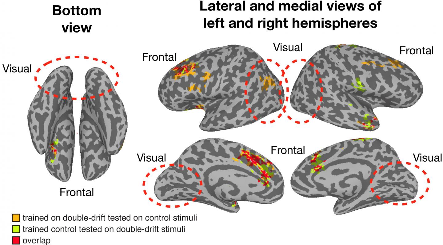 Areas of the Brain Supporting Significant Cross-Decoding of Illusory and Matched Physical Paths