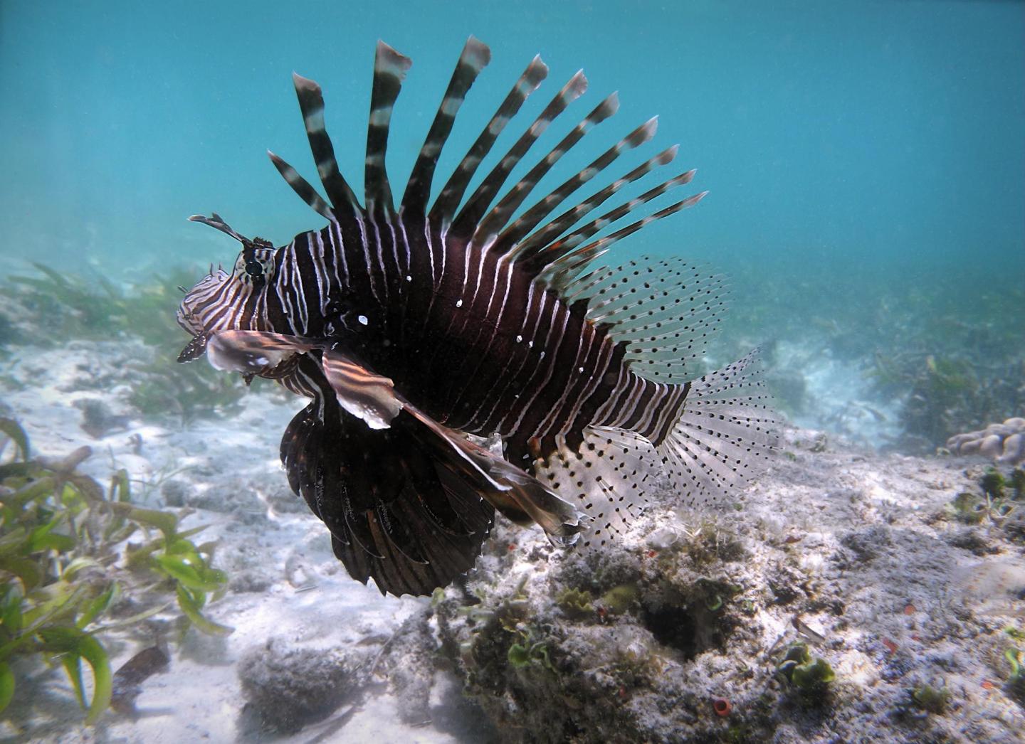 Lionfish