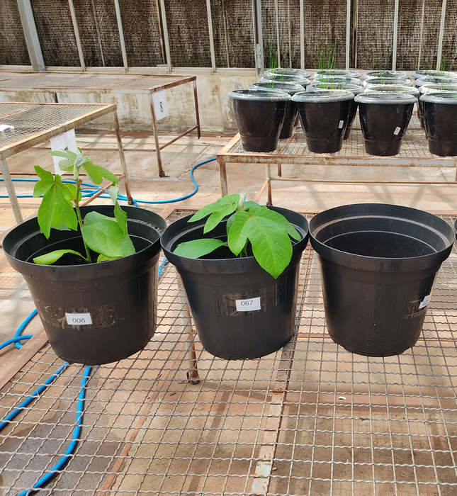 Growth experiment [IMAGE] EurekAlert! Science News Releases