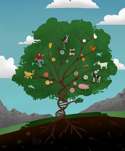 An evolutionary tree of transposons