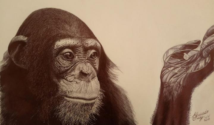 Chimpanzee Drawing