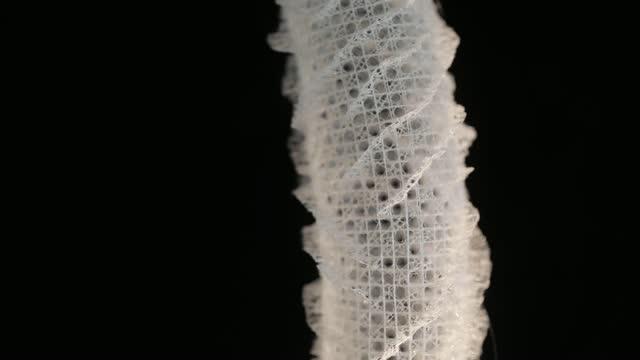 Video of sea sponge