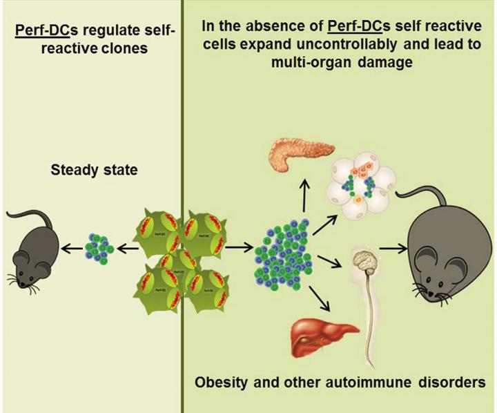 Perforin and Metabolism