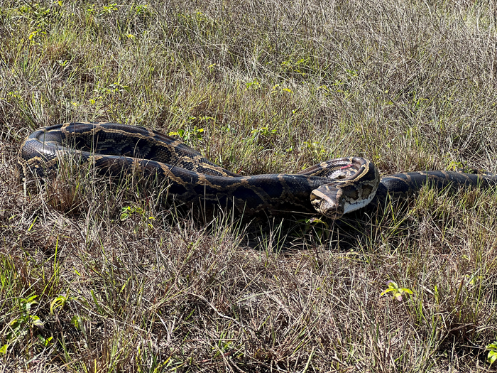 Burmese python