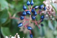 The Drupe Fruits of the Viburnum Tinus Plant