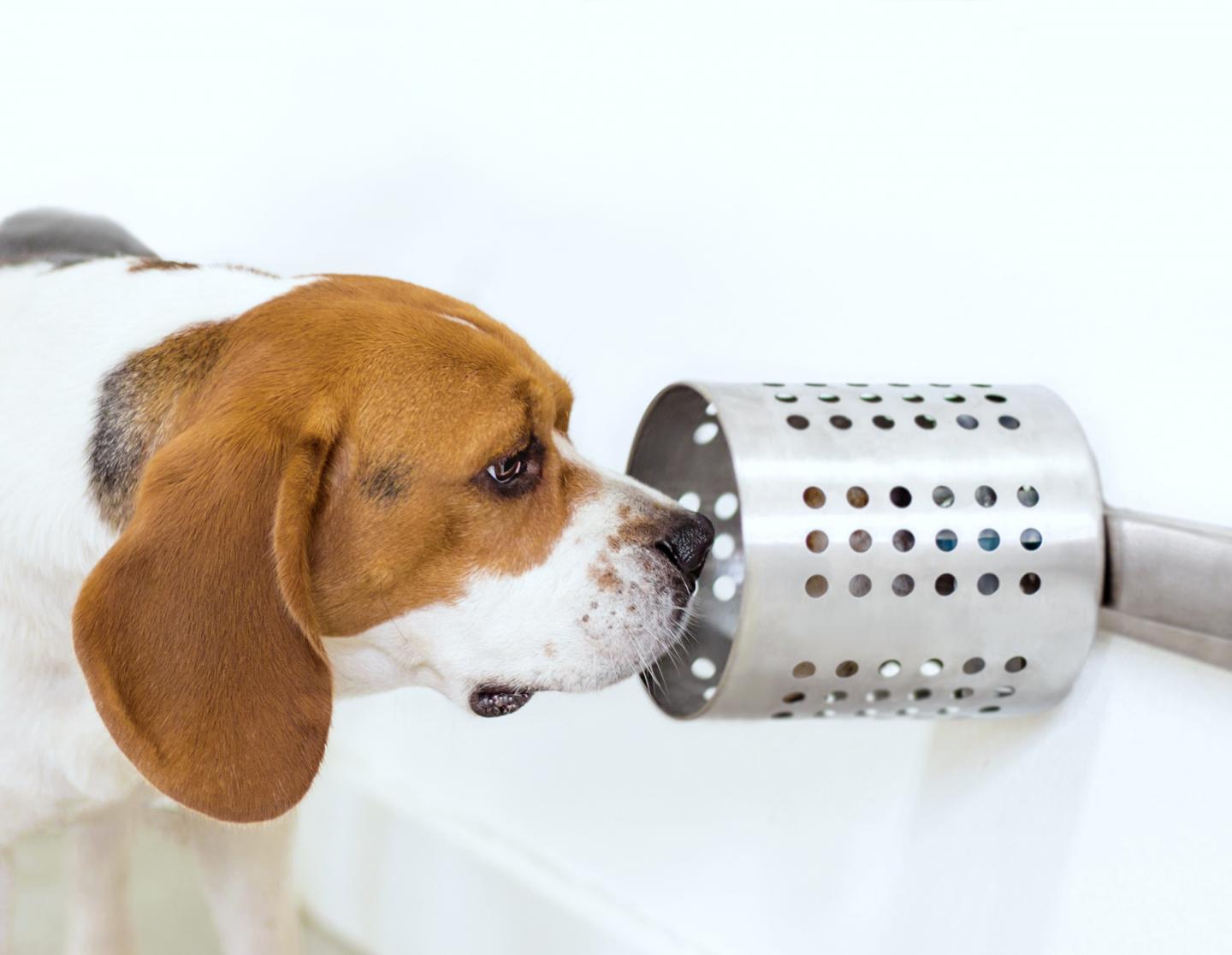 do beagles have an odor