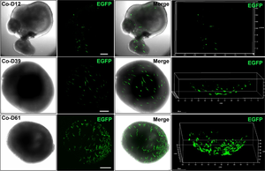 Microglia proliferated in retinal organoids in the co-culture system
