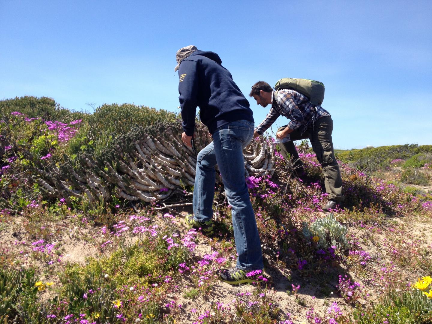 Prospecting in Floristic Areas From the Western Cape