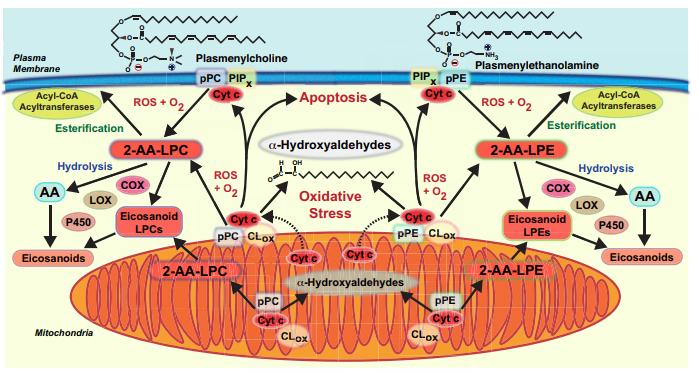 Lipid Signaling Pathways Mediated by the Plasmalogenase Activity of Cytochrome C