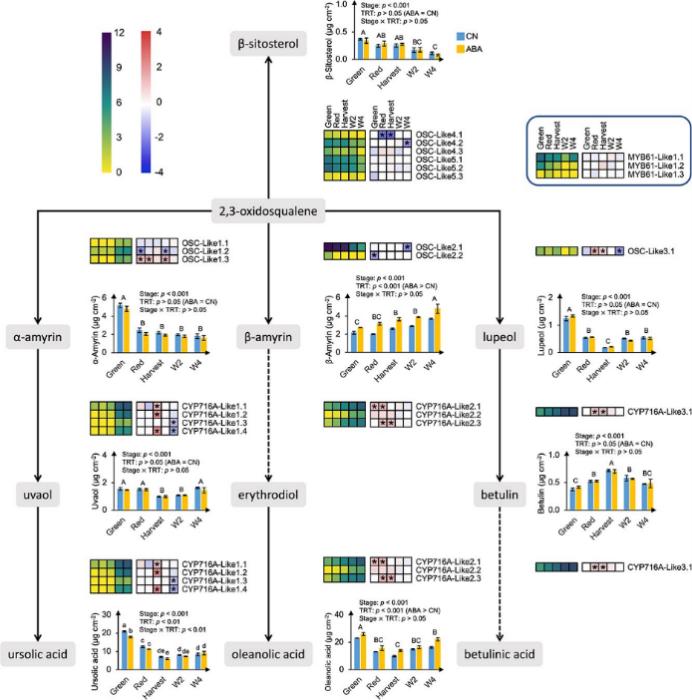 Transcriptional regulation of cyclic compounds during fruit ripening and postharvest storage and in response to exogenous abscisic acid (ABA) application in ‘Calypso’.