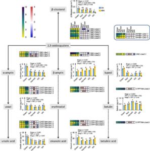 Transcriptional regulation of cyclic compounds during fruit ripening and postharvest storage and in response to exogenous abscisic acid (ABA) application in ‘Calypso’.