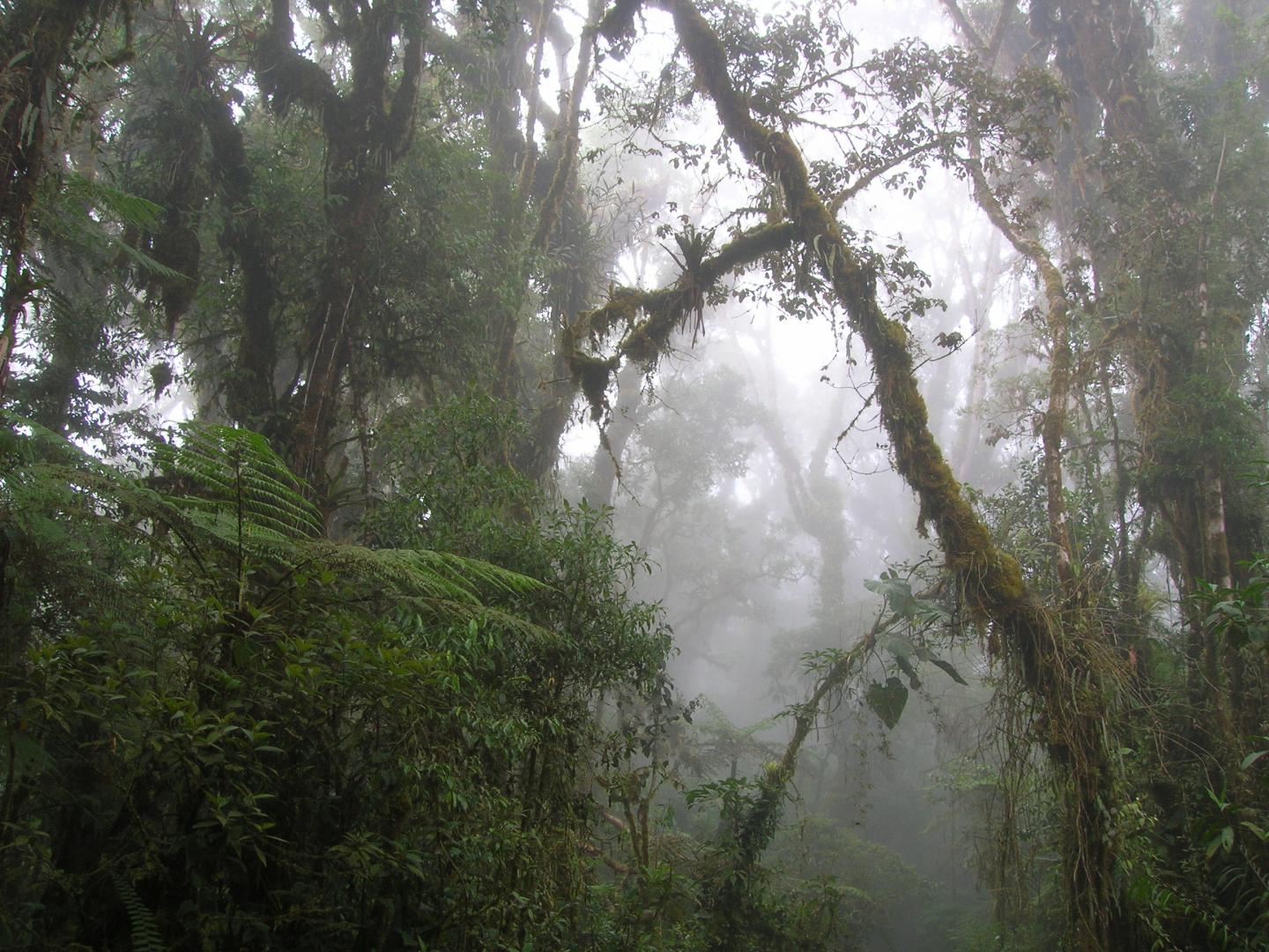 Andean Forest in Peru