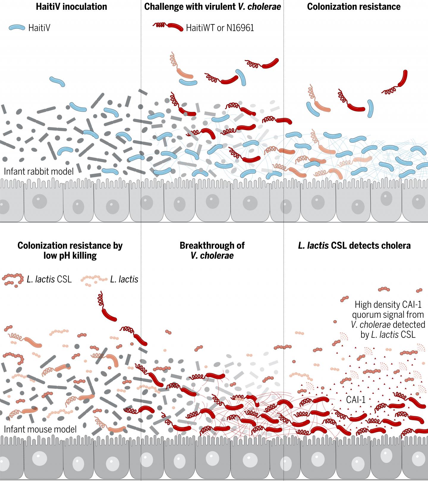 A New Vaccine and Probiotic Combat Cholera in Animal Models (1 of 2)