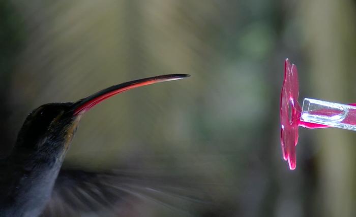 hummingbird near feeder