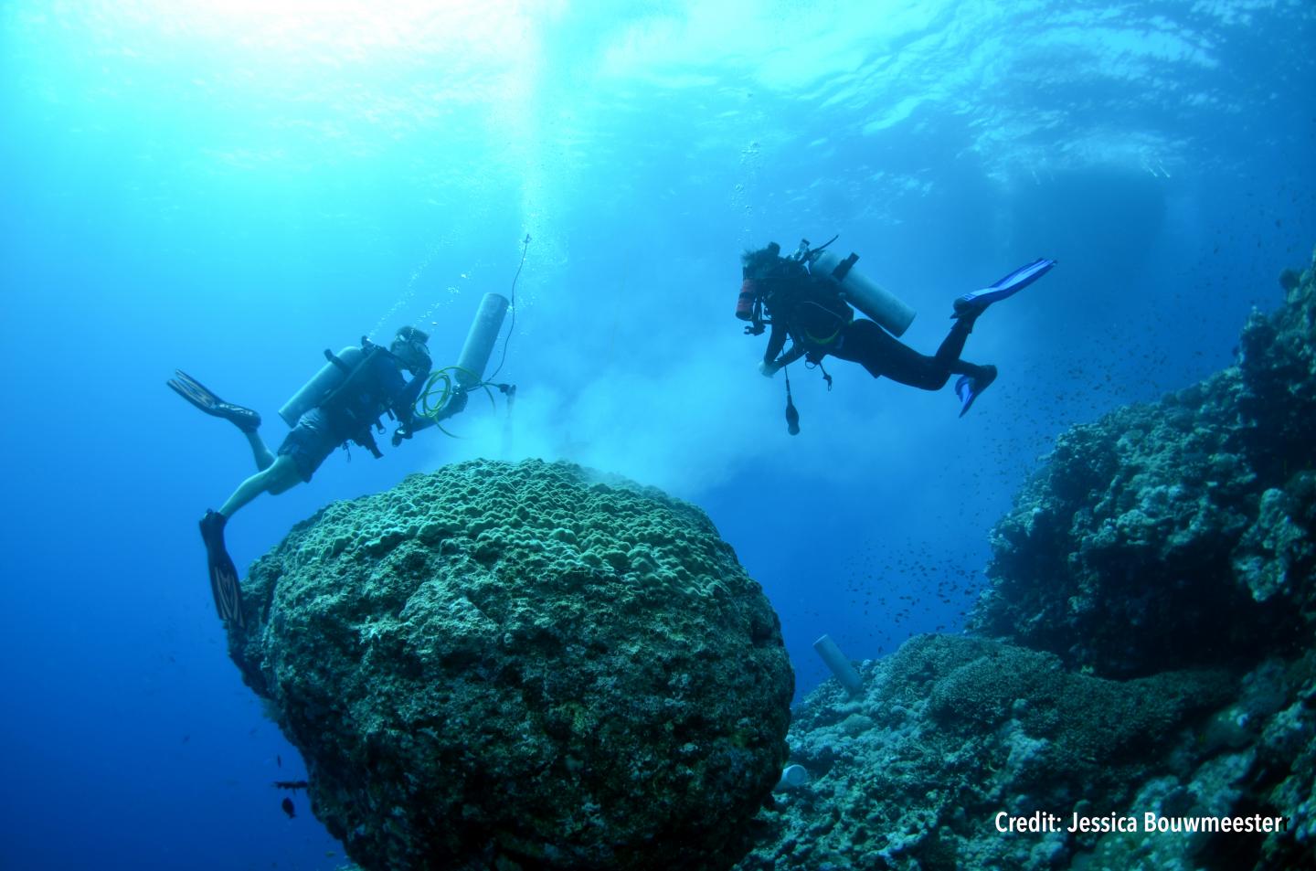 Nutrients Make Coral Bleaching Worse