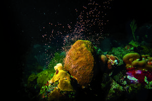 Coral spawning in the Caribbean