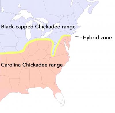 Map of the Chickadee Hybrid Zone