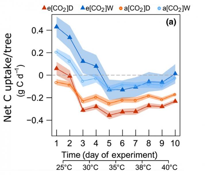 Total carbon uptake by Aleppo pines