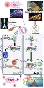 Identification of kenpaullone and mechanism of analgesia