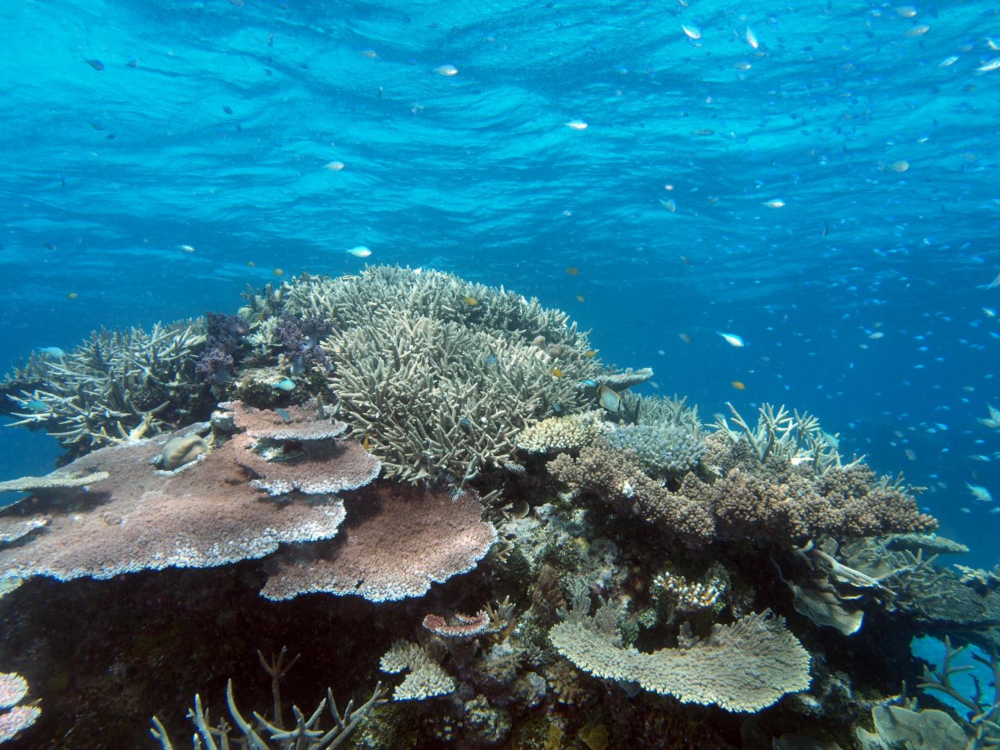 Are coral reefs victims of their own past success? (2 of 3)