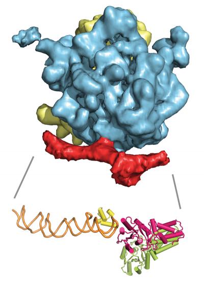 Ribosome Bound to SRP and SRP Receptor