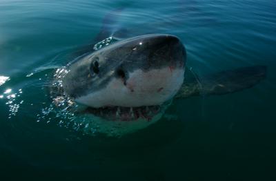 Great White Shark