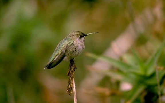 Hovering Over Flowers: Who Does It Better, Hummingbird or Nectar Bat? (7 of 12)