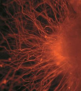 Neurons derived from human pluripotent stem cells