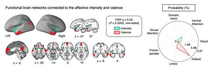 Figure 3. Functional brain networks that are connected to the affective intensity and valence information