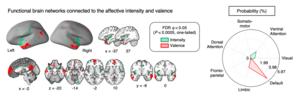 Figure 3. Functional brain networks that are connected to the affective intensity and valence information