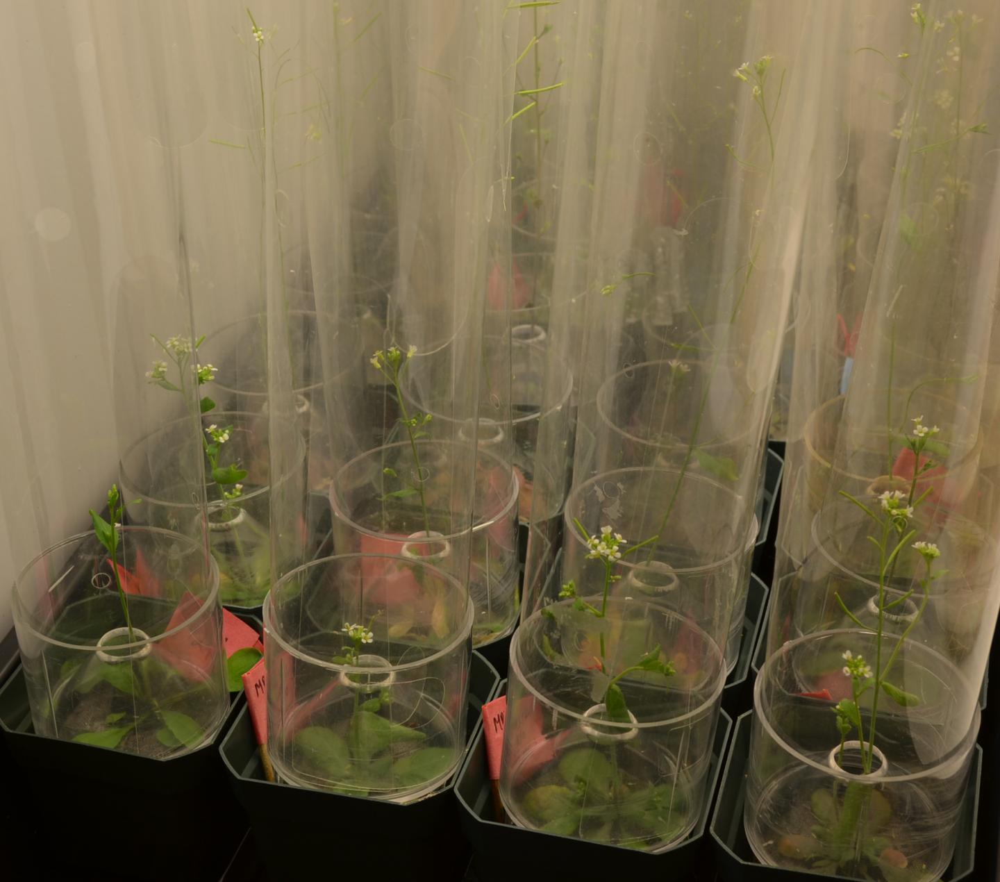 <i>Arabidopsis</i> Samples