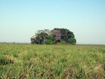 Hidden Shell Middens Reveal Ancient Human Presence in Bolivian Amazon (1 of 2)