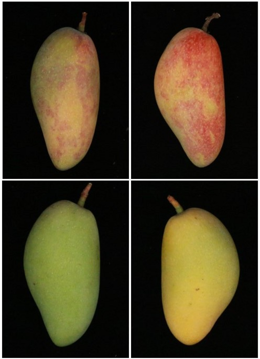 Blue light might be bad for humans — but good for mangoes