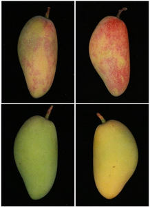 Blue light might be bad for humans — but good for mangoes