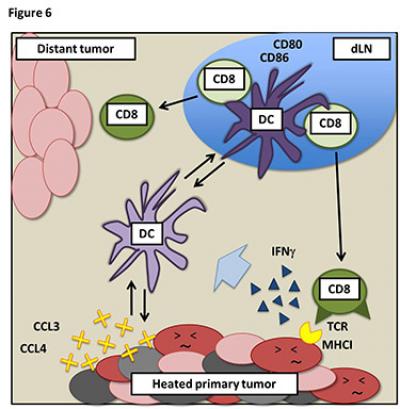 Mechanism of Anti-Tumor Immune Resistance