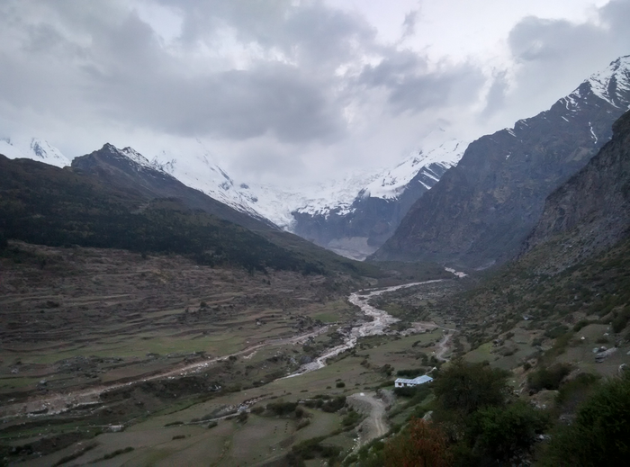 Wild habitat of Allium negianum in Niti region, Himalaya