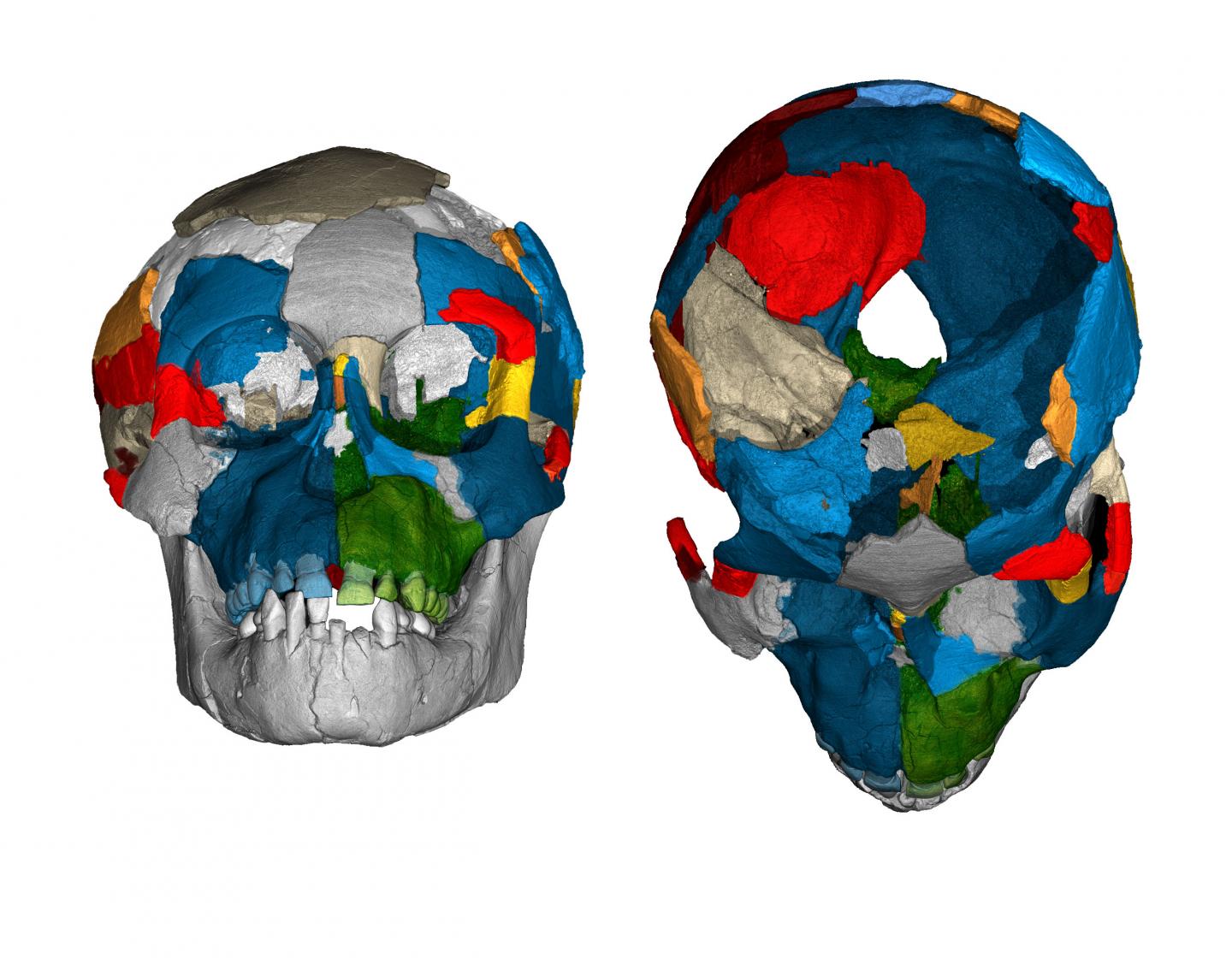 australopithecus afarensis skull labeled